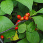 Lindera benzoin - Spicebush - 38 Plug Tray