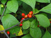 Lindera benzoin - Spicebush