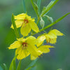 Lysimachia quadriflora - Prairie Loosestrife