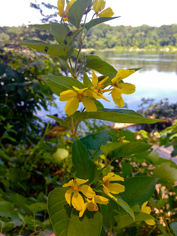 Lysimachia ciliata - Fringed Loosestrife - 38 Plug Tray