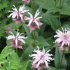 Monarda bradburiana - Bradbury's Bee Balm - 3" Pot