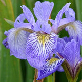 Iris versicolor - Northern Blue Flag - 38 Plug Tray