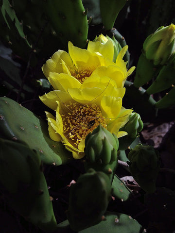 Opuntia humifusa - Eastern Prickly Pear - Single Quart