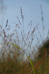 Panicum virgatum - Switchgrass - 3" Pot