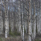Betula papyrifera - Paper Birch