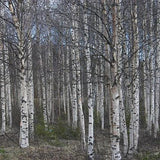 Betula papyrifera - Paper Birch - 1 Gallon Pot