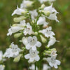Penstemon digitalis - Foxglove Beardtongue - 3" Pot