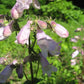 Penstemon calycosus - Calico Beardtongue - 3" Pot