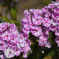 Phlox maculata - Wild Sweet William