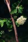 Physocarpus opulifolius - Prairie Ninebark - 1 Gallon Pot