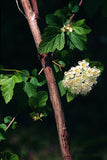 Physocarpus opulifolius - Prairie Ninebark - 1 Gallon Pot