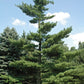 Pinus strobus - Eastern White Pine