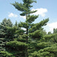 Pinus strobus - Eastern White Pine - 1 Gallon Pot