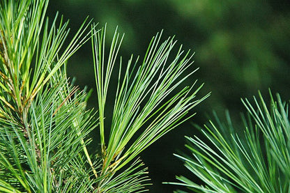 Pinus strobus - Eastern White Pine