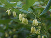 Polygonatum biflorum - Solomon's Seal