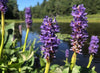 Pontederia cordata - Pickerelweed