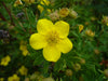 Potentilla fruticosa - Shrubby Cinquefoil