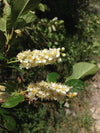 Prunus virginiana - Choke Cherry - 1 Gallon Pot