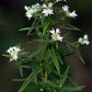 Pycnanthemum virginianum - Mountain Mint - 3" Pot