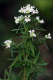 Pycnanthemum virginianum - Mountain Mint - 3" Pot
