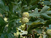 Quercus macrocarpa - Bur Oak - 1 Gallon Pot