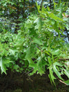 Quercus palustris - Pin Oak - 1 Gallon Pot