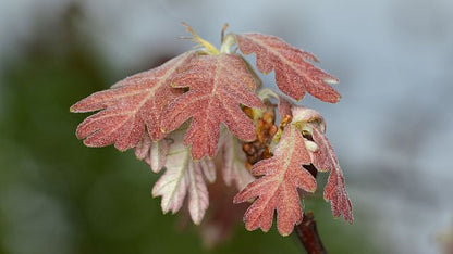 Quercus alba - White Oak