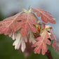 Quercus alba - White Oak - 1 Gallon Pot