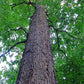 Quercus alba - White Oak - 1 Gallon Pot