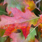 Quercus rubra - Red Oak
