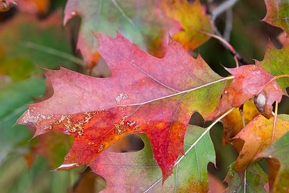 Quercus rubra - Red Oak