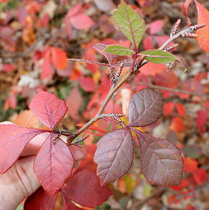 Rhus aromatica - Fragrant Sumac - 1 Gallon Pot