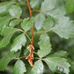 Rhus aromatica - Fragrant Sumac - 1 Gallon Pot