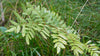 Osmunda regalis - Royal Fern - 10 Quart Tray