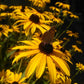 Rudbeckia hirta - Black Eyed Susan - 3" Pot