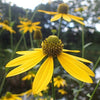 Rudbeckia laciniata - Wild Golden Glow - 3" Pot