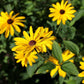Rudbeckia subtomentosa - Sweet Black-eyed Susan - 3" Pot