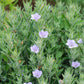 Ruellia humilis - Wild Petunia - 3" Pot