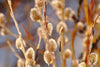 Salix discolor - Pussy Willow - 3 Gallon Pot