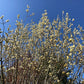 Salix discolor - Pussy Willow