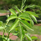 Sambucus canadensis - Black Elderberry - 1 Gallon Pot