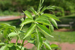 Sambucus canadensis - Black Elderberry - Single Tree