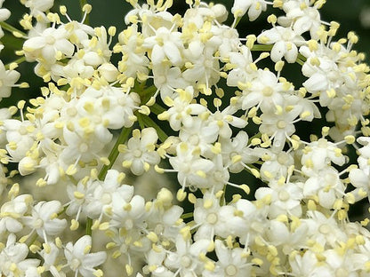 Sambucus canadensis - Black Elderberry