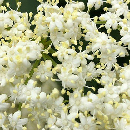 Sambucus canadensis - Black Elderberry - 1 Gallon Pot