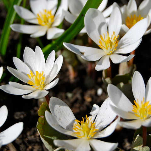 Sanguinaria canadensis - Bloodroot - 38 Plug Tray