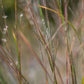 Schizachyrium scoparium - Little Bluestem - 3" Pot