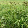 Scirpus atrovirens - Dark Green Bulrush - 3" Pot