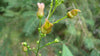Scrophularia lanceolata - Early Figwort