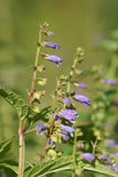 Scutellaria lateriflora - Mad Dog Skullcap - 3" Pot