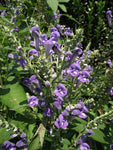 Scutellaria incana - Hoary Skullcap - 3" Pot